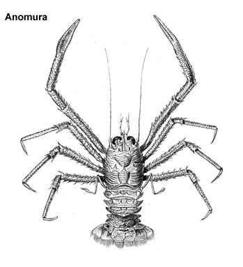  Anomura - Kuori, joka ei ole kovin kiinteä, ja liikehdintä meren syvyyksissä!