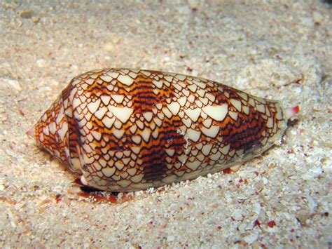  Cone Snail: A Creature With Exquisite Beauty And Deadly Venom Lurking Beneath Its Shell!