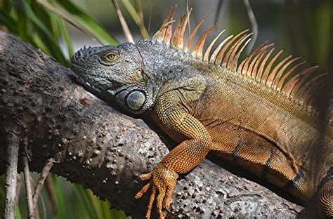  Iguana! Seuraile hiljaista ja varjoisaa elämää tropiikin lämmössä