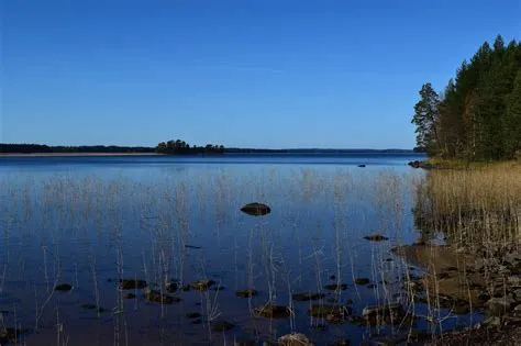 Japaniherttarakko: Seuraileva maahan ja veteen sopeutunut lisko vaihtanee tyylinsä, kun tarve vaatii!