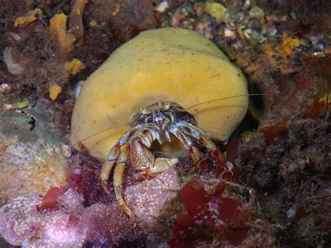 Sweet Dreams Are Made Of This: Suberites domuncula, A Sponge That Thrives In Cold Deep Waters!