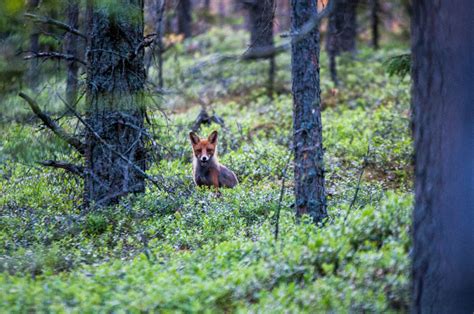  Velikoralleja: Kukoistavat elääkseen ekosysteemitä ja herkkävireinen!